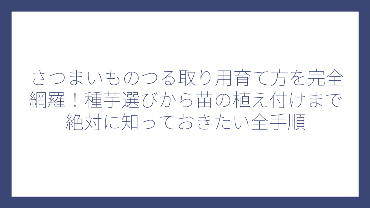 さつまいものつる取り用育て方を完全網羅！種芋選びから苗の植え付けまで絶対に知っておきたい全手順