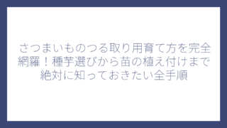 さつまいものつる取り用育て方を完全網羅！種芋選びから苗の植え付けまで絶対に知っておきたい全手順