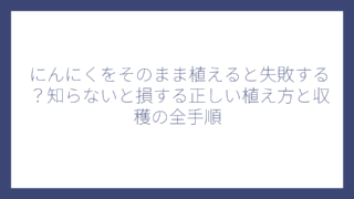 にんにくをそのまま植えると失敗する？知らないと損する正しい植え方と収穫の全手順