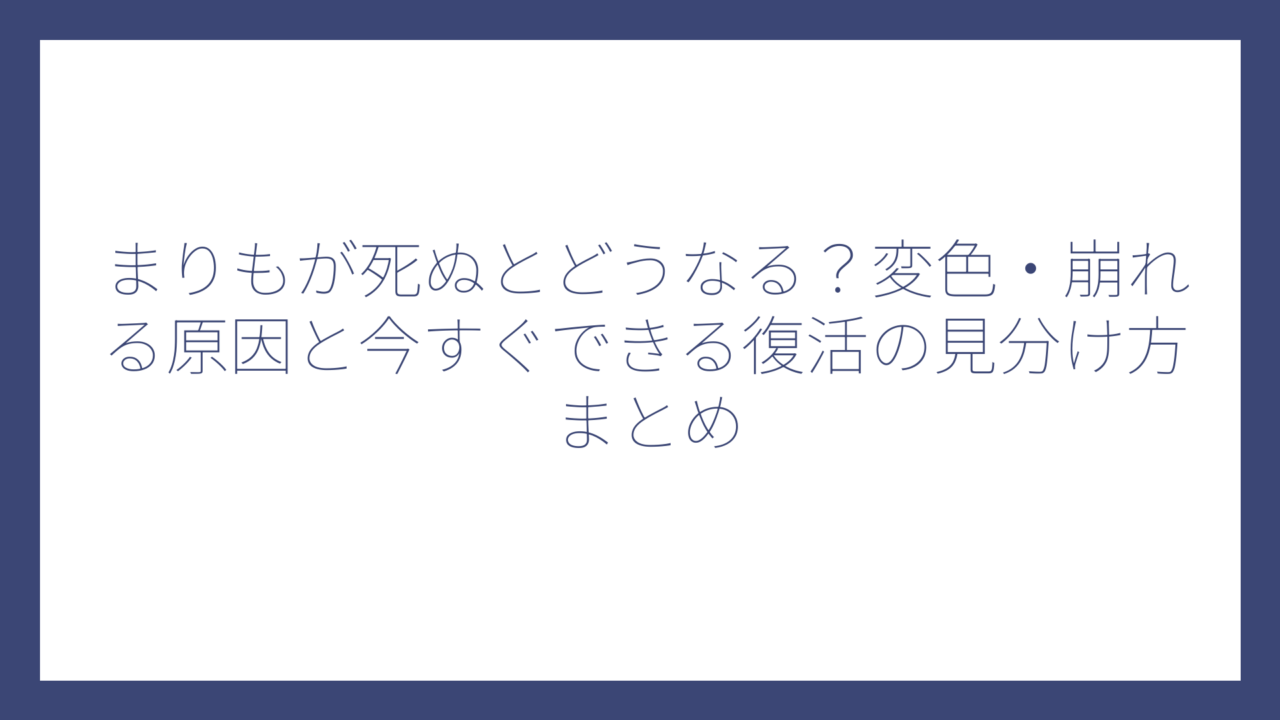 まりもが死ぬとどうなる？変色・崩れる原因と今すぐできる復活の見分け方まとめ