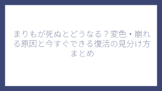 まりもが死ぬとどうなる？変色・崩れる原因と今すぐできる復活の見分け方まとめ