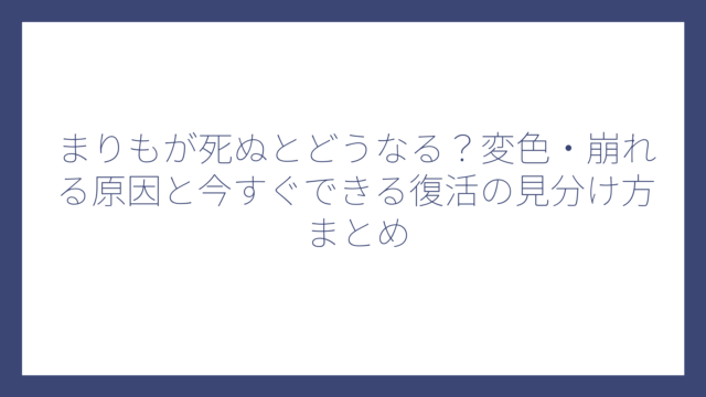 まりもが死ぬとどうなる？変色・崩れる原因と今すぐできる復活の見分け方まとめ