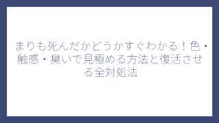 まりも死んだかどうかすぐわかる！色・触感・臭いで見極める方法と復活させる全対処法