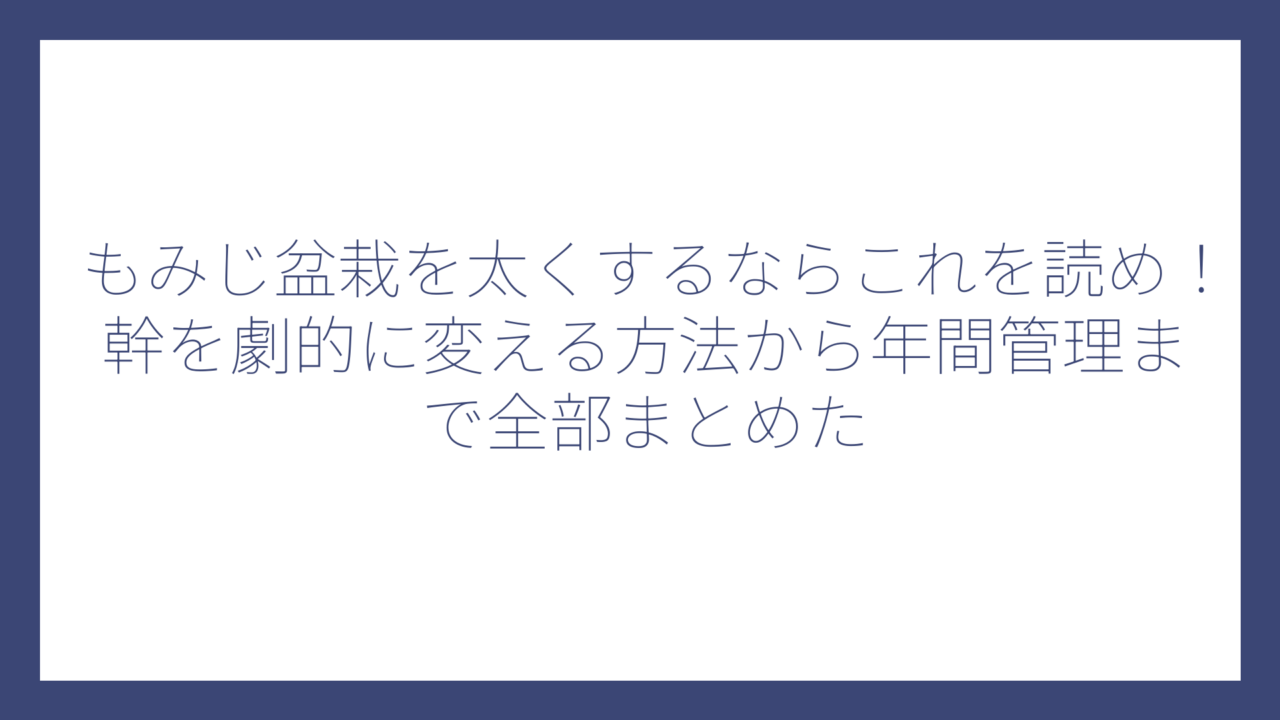 もみじ盆栽を太くするならこれを読め！幹を劇的に変える方法から年間管理まで全部まとめた