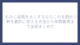 もみじ盆栽を太くするならこれを読め！幹を劇的に変える方法から年間管理まで全部まとめた