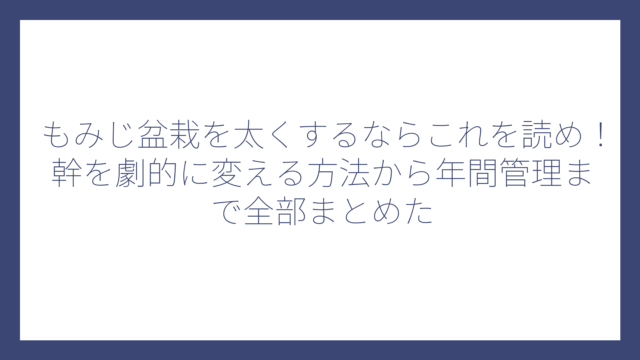 もみじ盆栽を太くするならこれを読め！幹を劇的に変える方法から年間管理まで全部まとめた