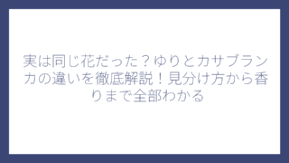 実は同じ花だった？ゆりとカサブランカの違いを徹底解説！見分け方から香りまで全部わかる