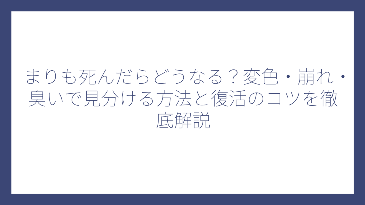 まりも死んだらどうなる？変色・崩れ・臭いで見分ける方法と復活のコツを徹底解説