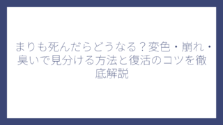 まりも死んだらどうなる？変色・崩れ・臭いで見分ける方法と復活のコツを徹底解説