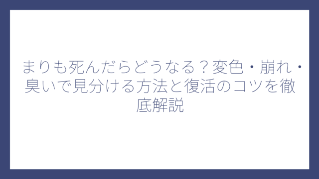 まりも死んだらどうなる？変色・崩れ・臭いで見分ける方法と復活のコツを徹底解説