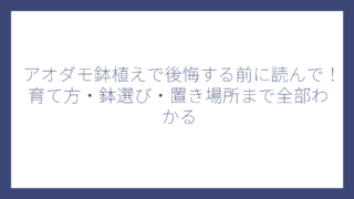 アオダモ鉢植えで後悔する前に読んで！育て方・鉢選び・置き場所まで全部わかる