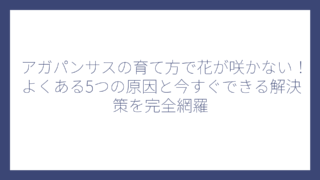 アガパンサスの育て方で花が咲かない！よくある5つの原因と今すぐできる解決策を完全網羅