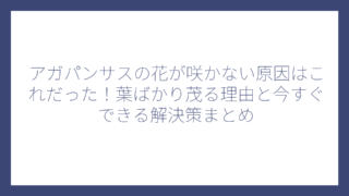 アガパンサスの花が咲かない原因はこれだった！葉ばかり茂る理由と今すぐできる解決策まとめ
