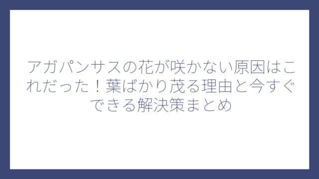 アガパンサスの花が咲かない原因はこれだった！葉ばかり茂る理由と今すぐできる解決策まとめ