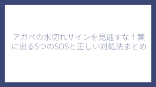 アガベの水切れサインを見逃すな！葉に出る5つのSOSと正しい対処法まとめ