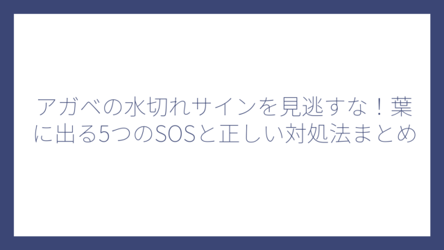 アガベの水切れサインを見逃すな！葉に出る5つのSOSと正しい対処法まとめ