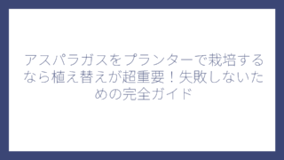 アスパラガスをプランターで栽培するなら植え替えが超重要！失敗しないための完全ガイド