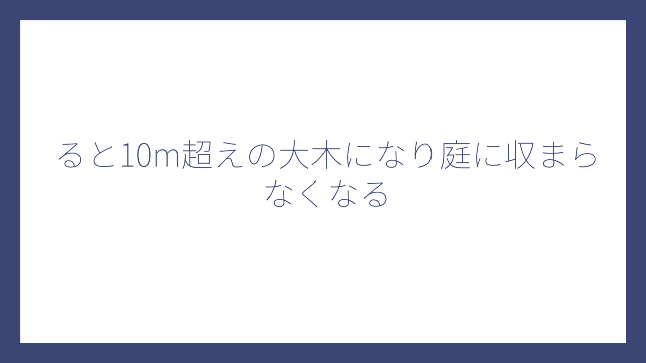 ると10m超えの大木になり庭に収まらなくなる