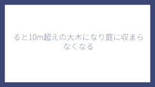 ると10m超えの大木になり庭に収まらなくなる