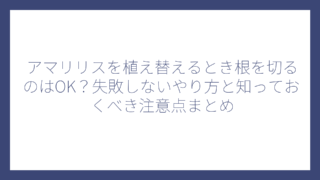 アマリリスを植え替えるとき根を切るのはOK？失敗しないやり方と知っておくべき注意点まとめ