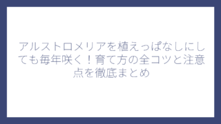 アルストロメリアを植えっぱなしにしても毎年咲く！育て方の全コツと注意点を徹底まとめ