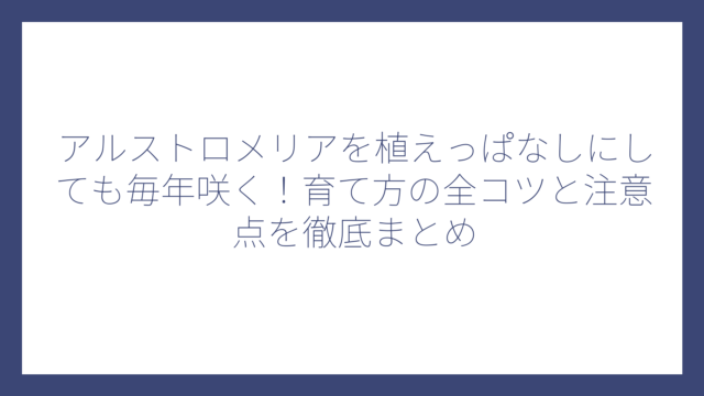 アルストロメリアを植えっぱなしにしても毎年咲く！育て方の全コツと注意点を徹底まとめ