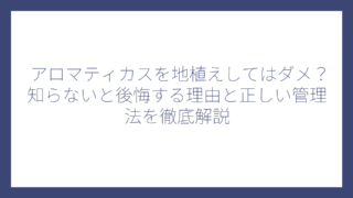 アロマティカスを地植えしてはダメ？知らないと後悔する理由と正しい管理法を徹底解説