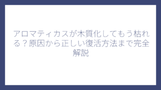 アロマティカスが木質化してもう枯れる？原因から正しい復活方法まで完全解説