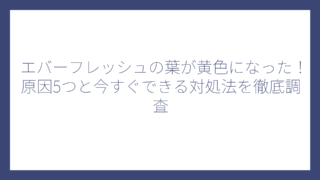 エバーフレッシュの葉が黄色になった！原因5つと今すぐできる対処法を徹底調査