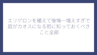 エリゲロンを植えて後悔…増えすぎで庭がカオスになる前に知っておくべきこと全部