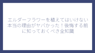 エルダーフラワーを植えてはいけない本当の理由がヤバかった！後悔する前に知っておくべき全知識