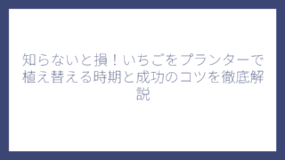 知らないと損！いちごをプランターで植え替える時期と成功のコツを徹底解説