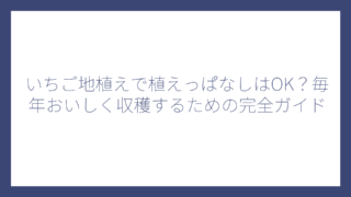 いちご地植えで植えっぱなしはOK？毎年おいしく収穫するための完全ガイド