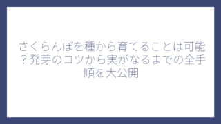 さくらんぼを種から育てることは可能？発芽のコツから実がなるまでの全手順を大公開