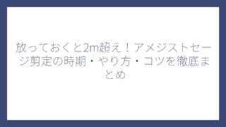 放っておくと2m超え！アメジストセージ剪定の時期・やり方・コツを徹底まとめ