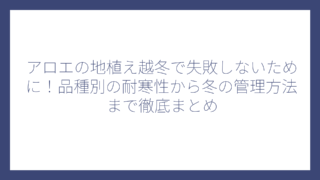 アロエの地植え越冬で失敗しないために！品種別の耐寒性から冬の管理方法まで徹底まとめ