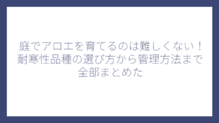 庭でアロエを育てるのは難しくない！耐寒性品種の選び方から管理方法まで全部まとめた