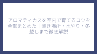 アロマティカスを室内で育てるコツを全部まとめた｜置き場所・水やり・冬越しまで徹底解説