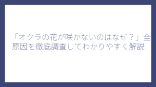 「オクラの花が咲かないのはなぜ？」全原因を徹底調査してわかりやすく解説