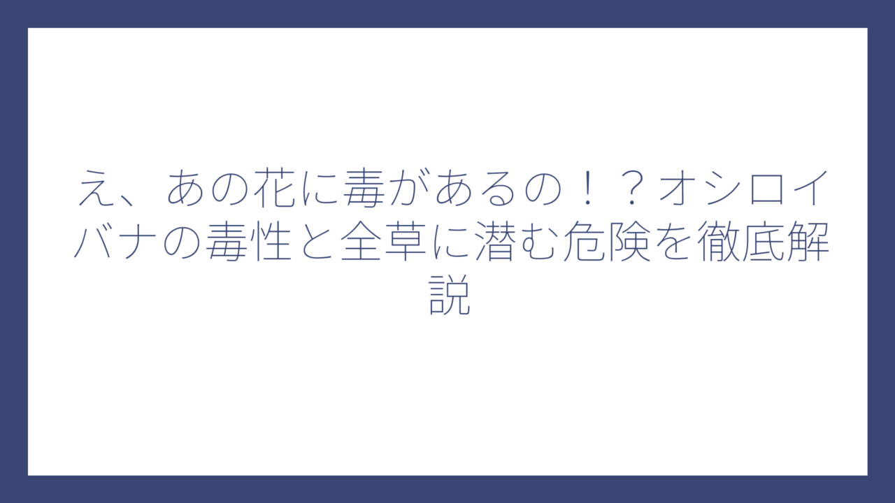 え、あの花に毒があるの！？オシロイバナの毒性と全草に潜む危険を徹底解説