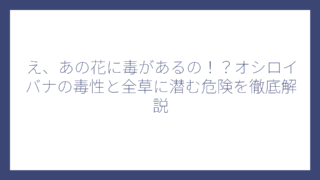 え、あの花に毒があるの！？オシロイバナの毒性と全草に潜む危険を徹底解説