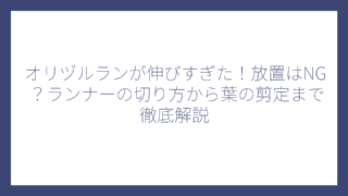 オリヅルランが伸びすぎた！放置はNG？ランナーの切り方から葉の剪定まで徹底解説