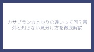 カサブランカとゆりの違いって何？意外と知らない見分け方を徹底解説