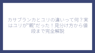 カサブランカとユリの違いって何？実はユリが”親”だった！見分け方から値段まで完全解説