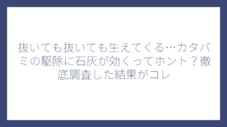 抜いても抜いても生えてくる…カタバミの駆除に石灰が効くってホント？徹底調査した結果がコレ