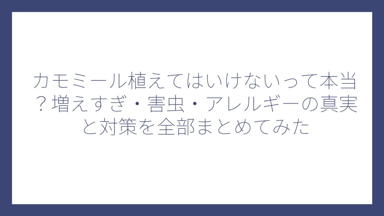 カモミール植えてはいけないって本当？増えすぎ・害虫・アレルギーの真実と対策を全部まとめてみた