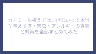 カモミール植えてはいけないって本当？増えすぎ・害虫・アレルギーの真実と対策を全部まとめてみた