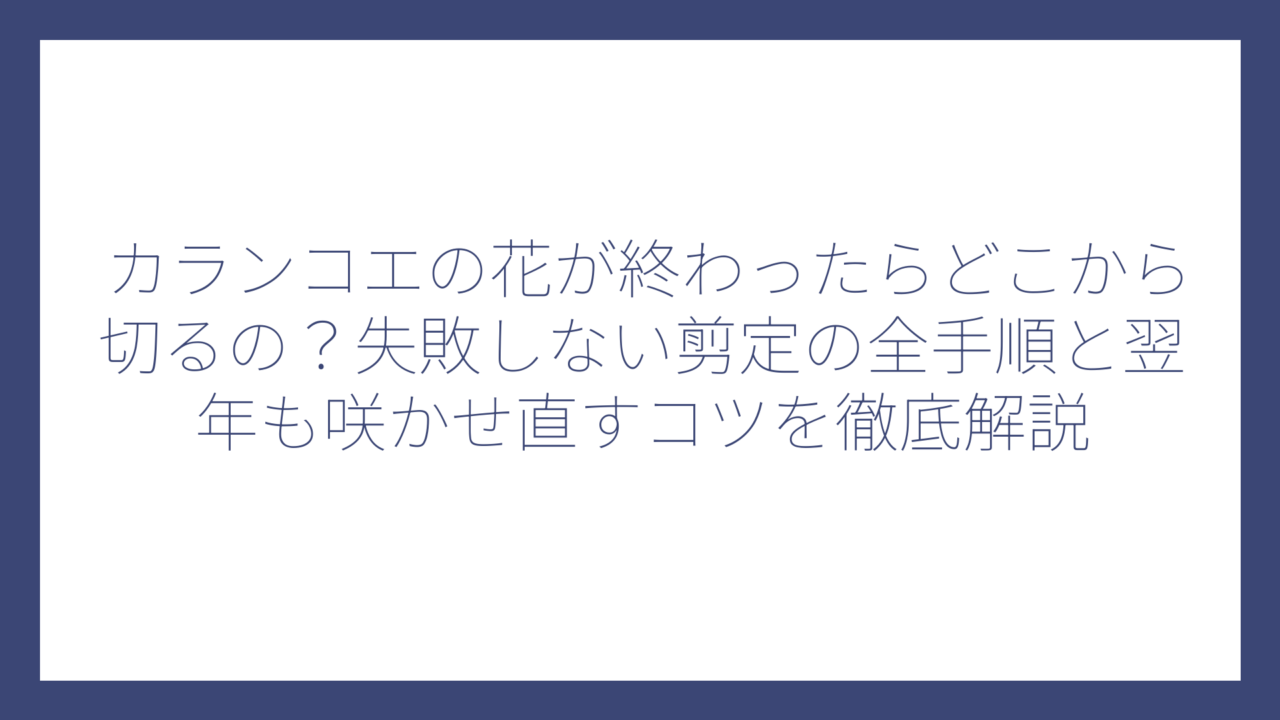 カランコエの花が終わったらどこから切るの？失敗しない剪定の全手順と翌年も咲かせ直すコツを徹底解説