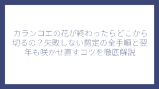カランコエの花が終わったらどこから切るの？失敗しない剪定の全手順と翌年も咲かせ直すコツを徹底解説