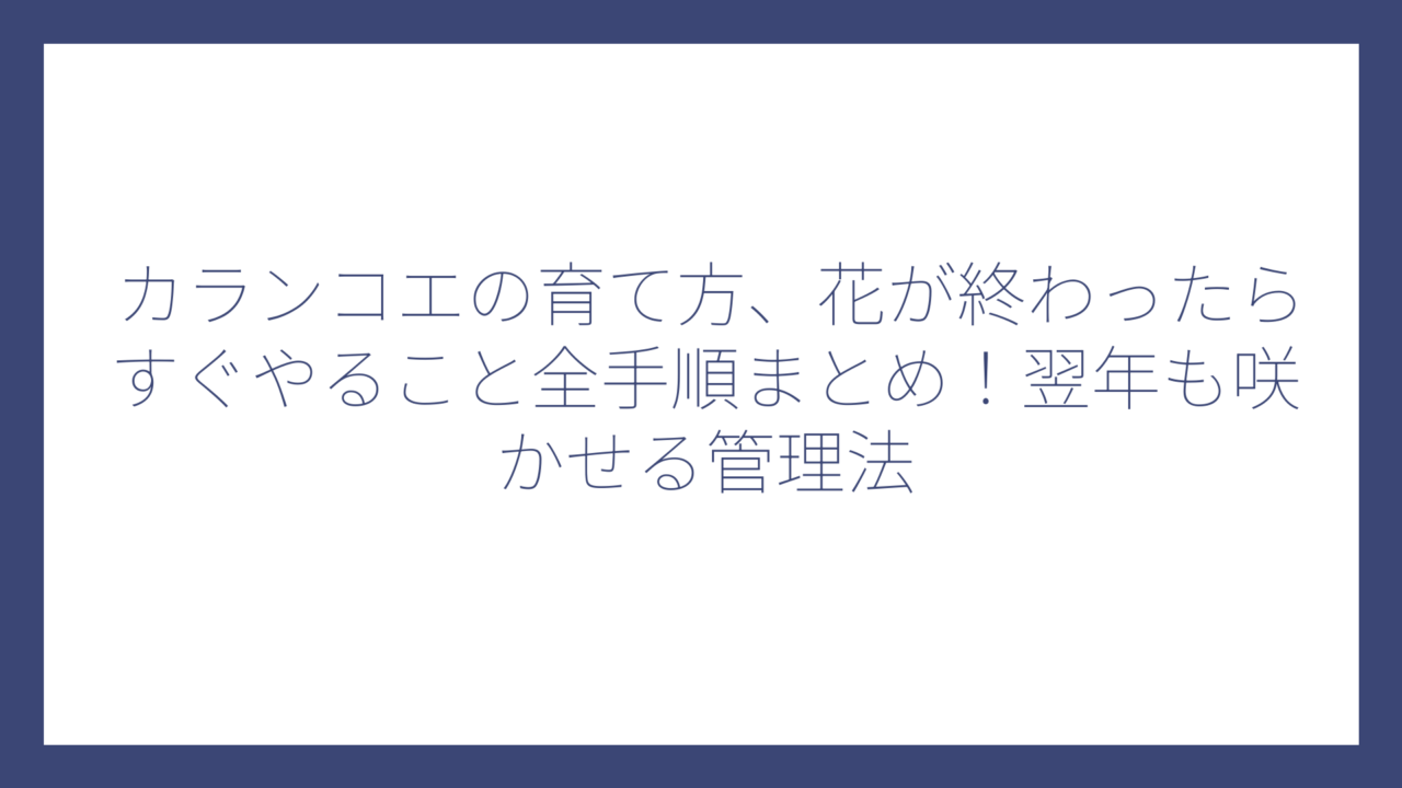 カランコエの育て方、花が終わったらすぐやること全手順まとめ！翌年も咲かせる管理法